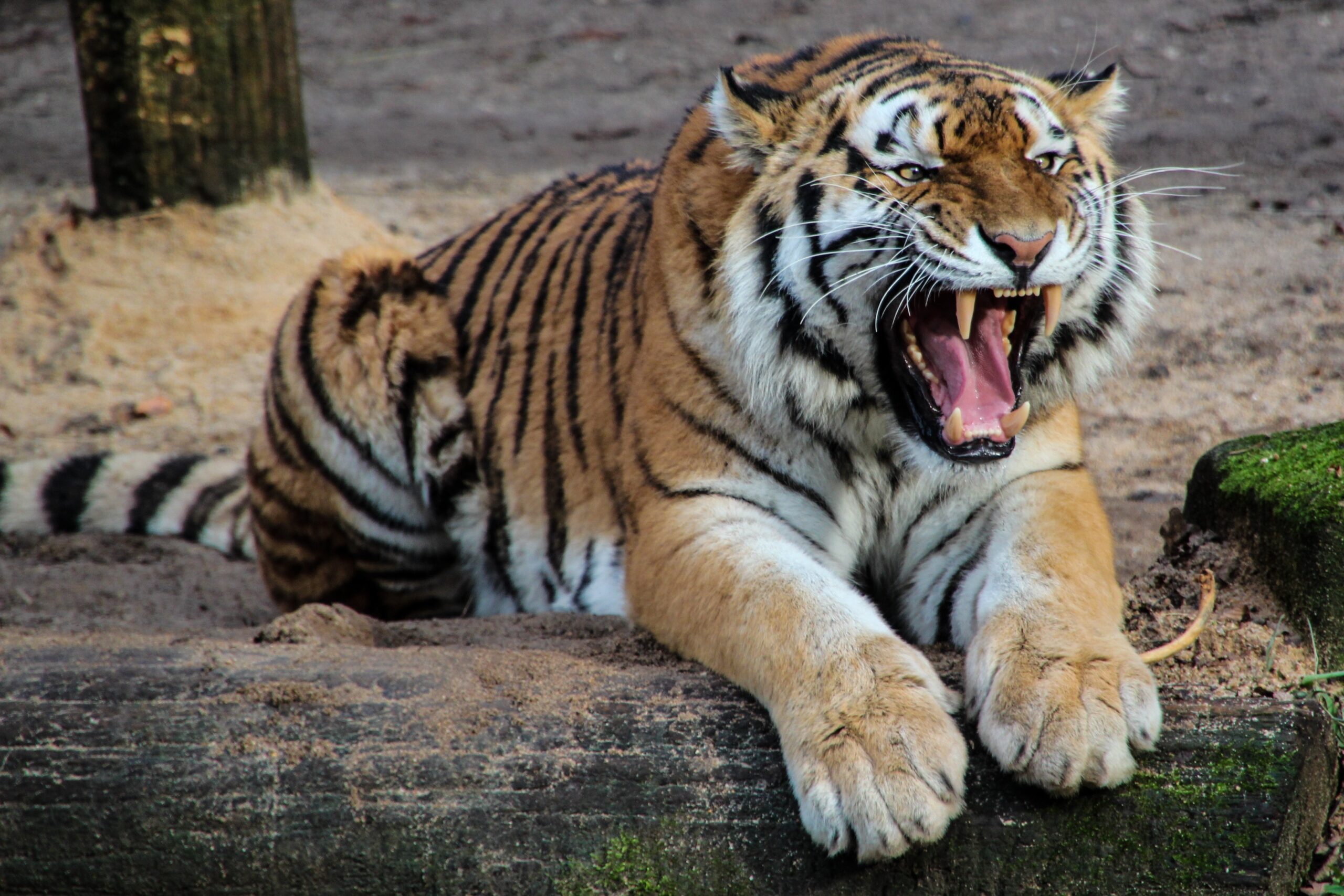 Hình hình họa con cái hổ đẹp nhất 4