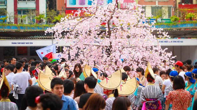 Hình ảnh lễ hội sakura hà nội